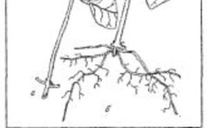 Жасмин-чубушник фото