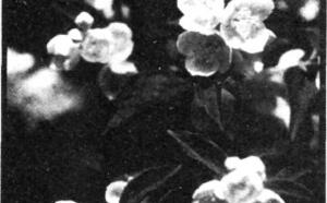 Жасмин-чубушник фото