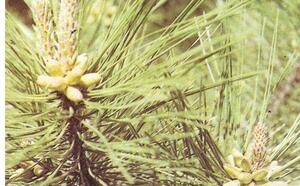 Сосна эльдарская фото