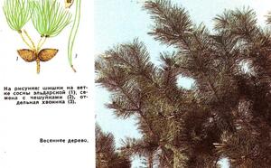 Сосна эльдарская фото