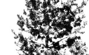 Сосна эльдарская фото