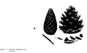 Сосна эльдарская фото