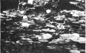 ВОДОЕМ ВОЗЛЕ ДОМА и ЦВЕТЫ Возле водоема фото