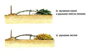 Укрытие штамбовой розы фото
