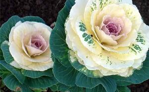 Декоративнокапустный бум фото