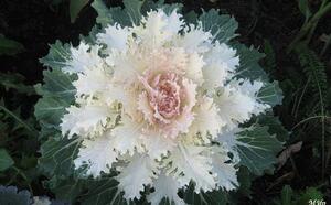 Декоративнокапустный бум фото