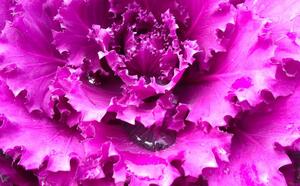 Декоративнокапустный бум фото