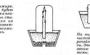 Комнатный инжир фото