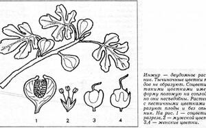Комнатный инжир фото