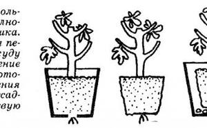 Комнатный инжир фото