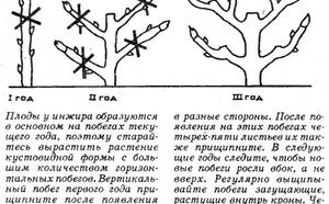 Комнатный инжир фото