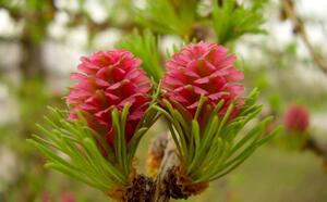 Лиственница фото