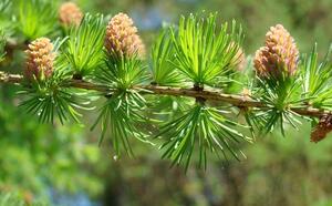 Лиственница фото