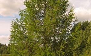 Лиственница фото