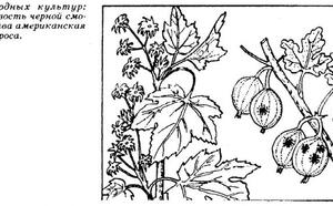 Вода вместо ядов фото