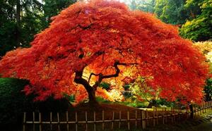 Клен Японский - Краса японской осени фото