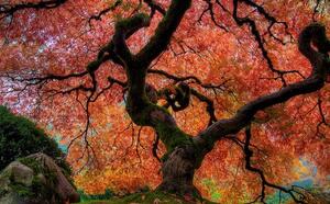 Клен Японский - Краса японской осени фото