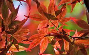 Клен Японский - Краса японской осени фото