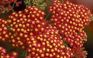 Тысячелестник Паприка (Achillea Paprika) фото