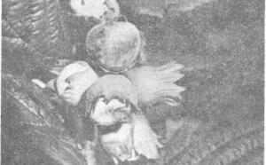 Лещина в подмосковье фото