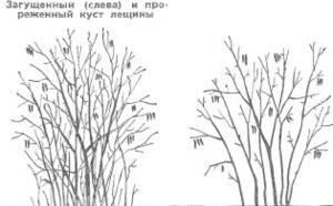 Лещина в подмосковье фото