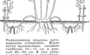 Лещина в подмосковье фото