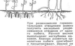 Лещина в подмосковье фото