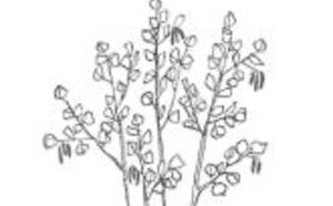 Лещина в подмосковье фото