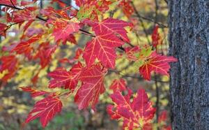 Клён сахарный/канадский  фото