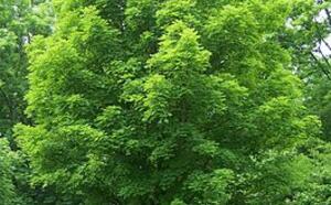 Клён сахарный/канадский  фото