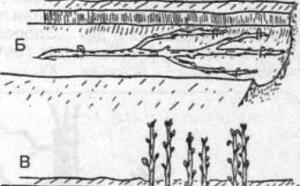 Клоновые подвои фото