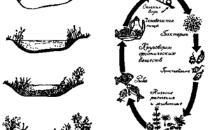 Круговорот воды в природе и охрана водоемов фото