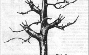 О перепрививке взрослого дерева фото