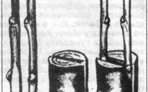 О перепрививке взрослого дерева фото