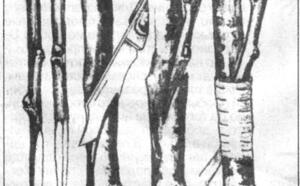 О перепрививке взрослого дерева фото