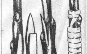 О перепрививке взрослого дерева фото