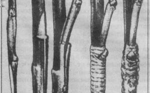 О перепрививке взрослого дерева фото