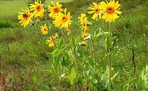 Арника горная фото