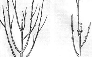 Обрезка молодых деревьев фото