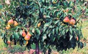 Особенности обрезки груши фото