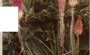 Книфофия фото