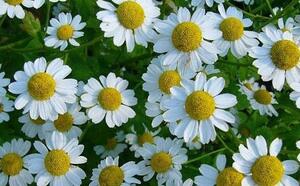 Что нужно знать о ромашке  фото