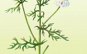 Что нужно знать о ромашке фото