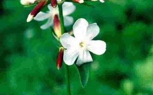 Природное средство для мытья волос фото