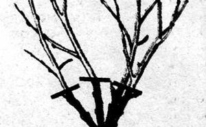 Обрезка ягодников фото