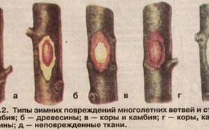 Узнай, как перезимовал сад фото