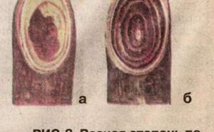 Узнай, как перезимовал сад фото