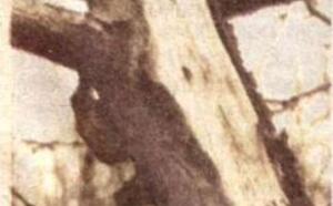 Узнай, как перезимовал сад фото