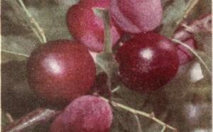 Гибридная алыча фото