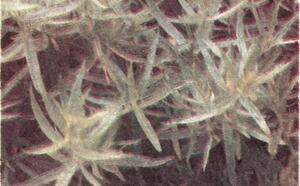 Эстрагон фото